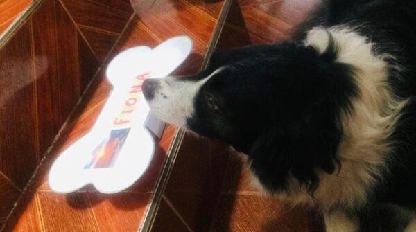 Ancheta Fiona